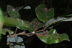 Litsea floribunda